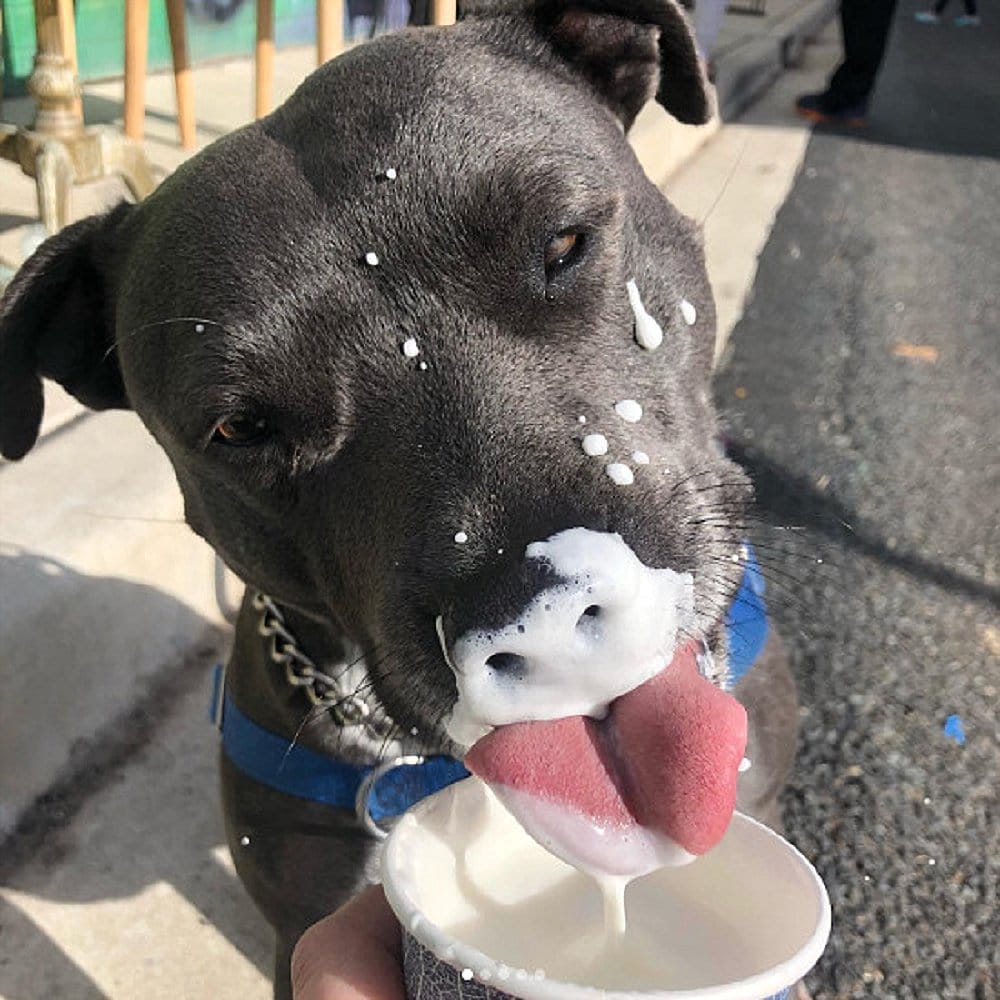 A dog is enjoying his pup cup as it spreads across its snout provided by this dog friendly cafe in Canberra