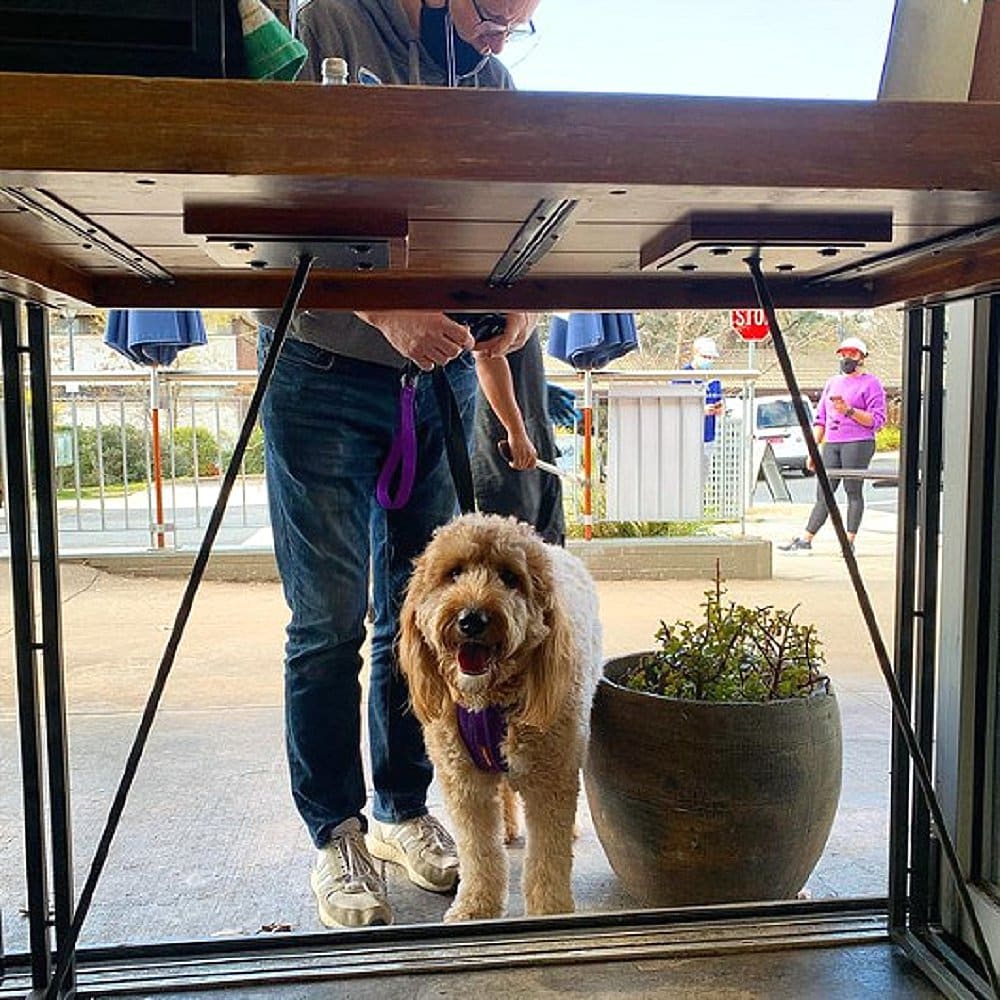 A fluffy dog is standing outside with its human in this dog friendly cafe in Canberra