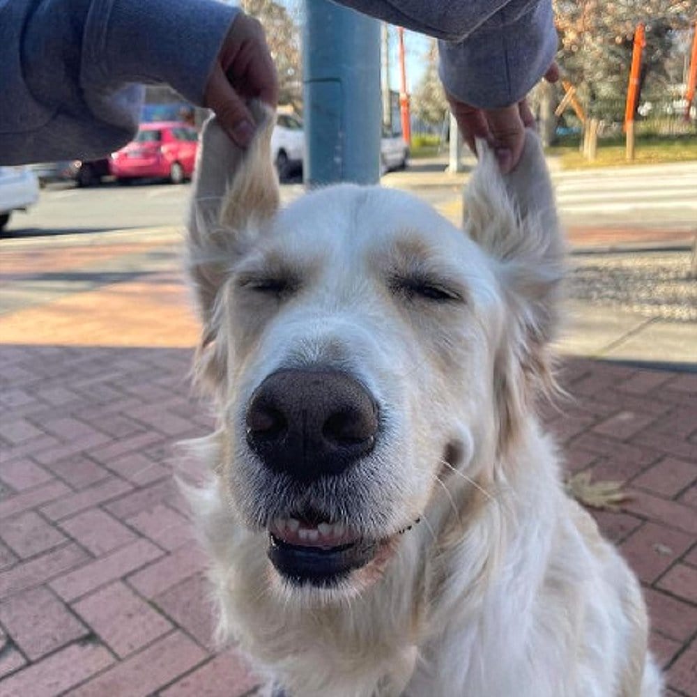Cute dog with ears held up by owner outside a dog friendly cafe in Canberra