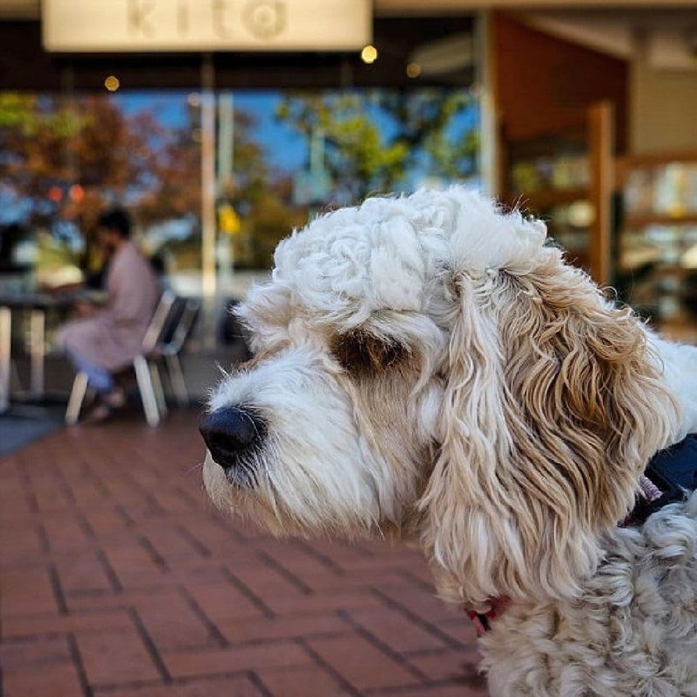 A dog is looking back at the camera while it stands at a dog friendly cafe in Canberra