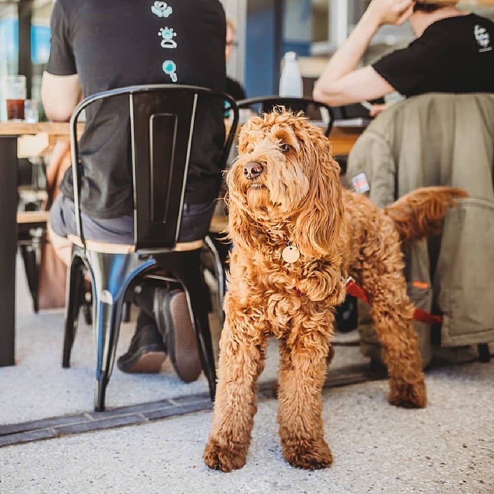A brown dog standing behind the table of a dog friendly cafe with some diners. The place is called Two Before Ten.