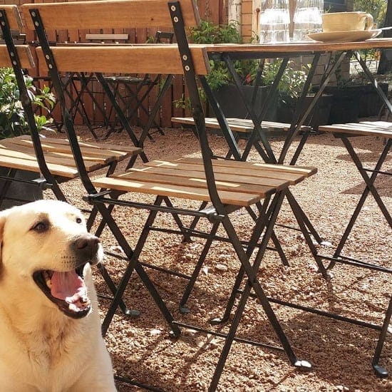 A dog photographed by the chairs and tables of a dog friendly cafe in Canberra called Two Before Ten