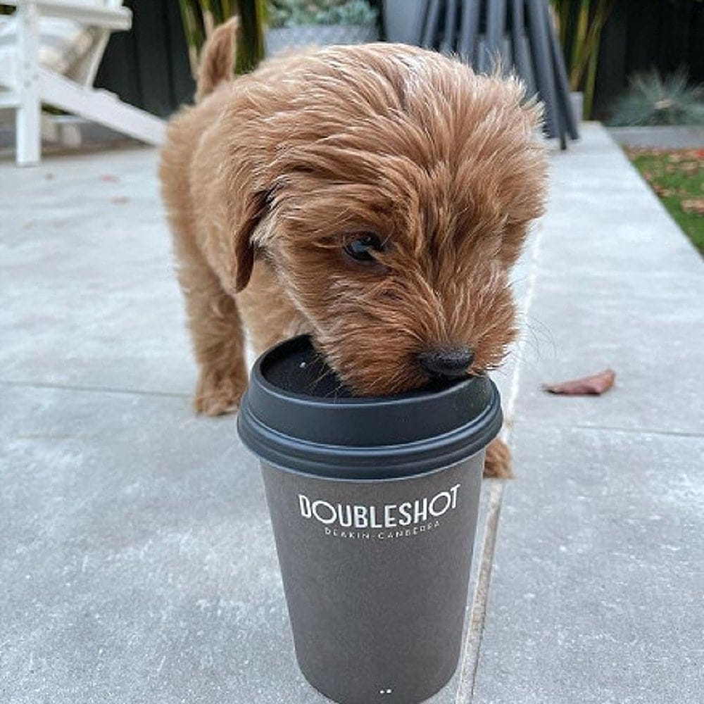 A tiny dog is trying to sip a cup of coffee outside this cafe called Doubleshot Deakin
