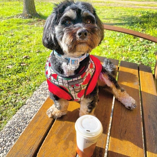 A small dog is sitting on a bench in a dog friendly cafe in Canberra with a cup of coffee in front