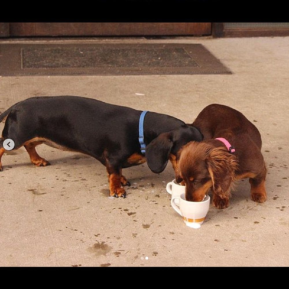 Two pups drinking from their pup cup provided in this pet friendly place called Gang Gang Cafe