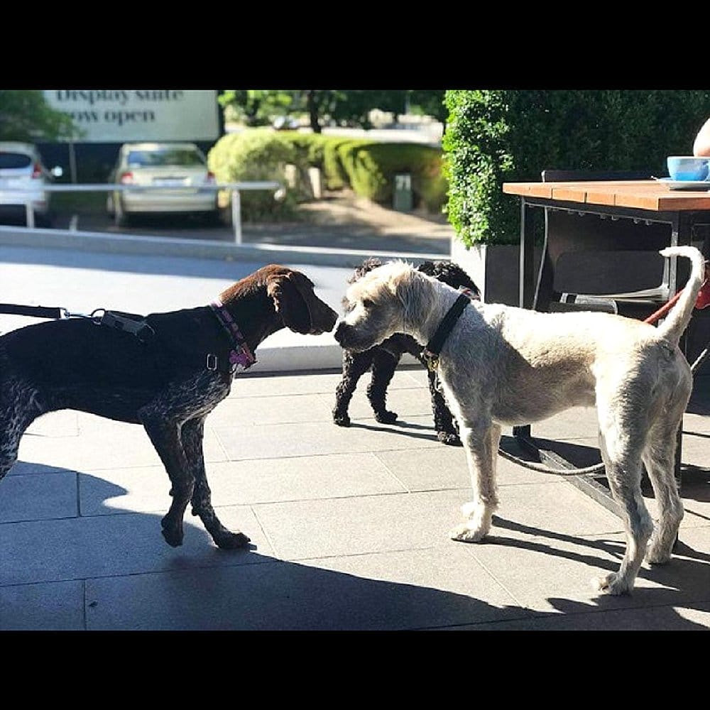 A trio of dogs photographed outside a dog cafe in Canberra called Teddy Pickers