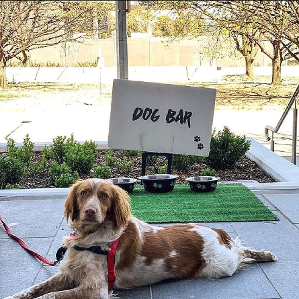Dog bar at a dog friendly cafe in Canberra with a large sized dog seen sitting in front of it