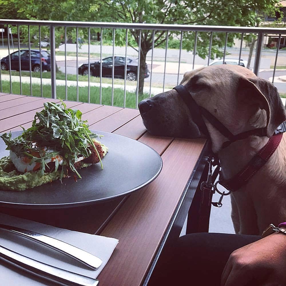 A dog is seen putting snout near a plate of food from this cafe called Little Bird