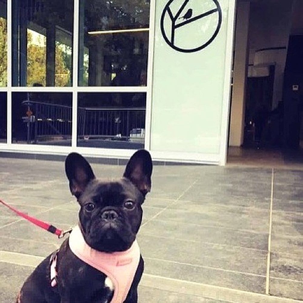 A dog is standing outside a dog friendly cafe called Little Bird and is looking intently in the camera