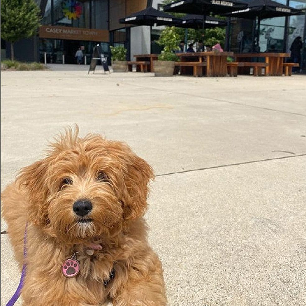Little dog outside Pixie and Bear cafe with the background of the outdoor seating