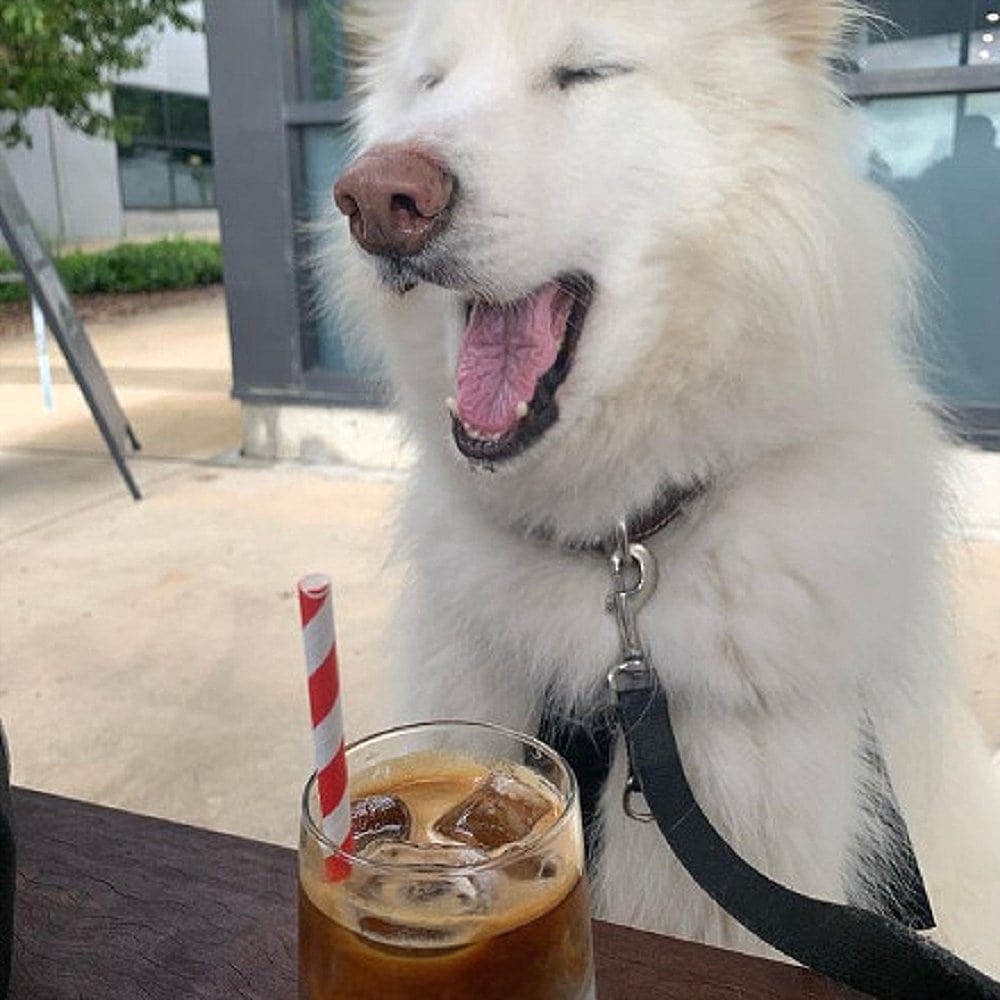 Smiling dog with a cup of chocolate drink on the table as they dine in this place called Pixie and Bear
