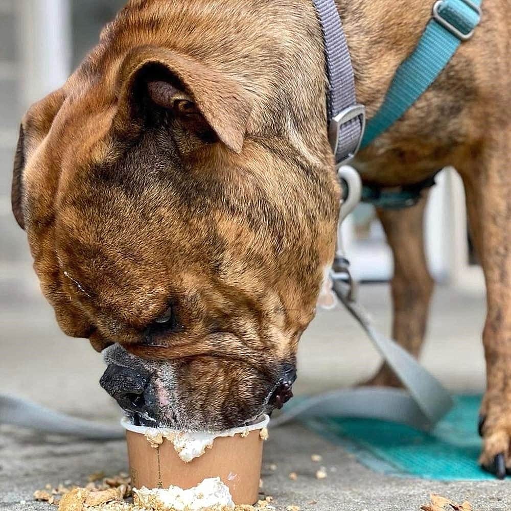 Close photo of a dog eating from a pup cup provided by Ruby's Cafe and Bar - Evatt in Canberra