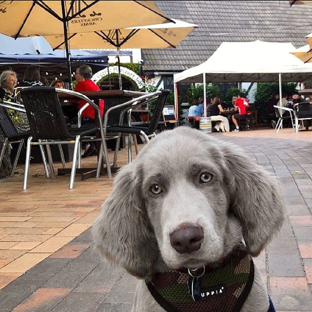 A dog is standing outside a dog friendly cafe in Canberra with seats and tables in the background