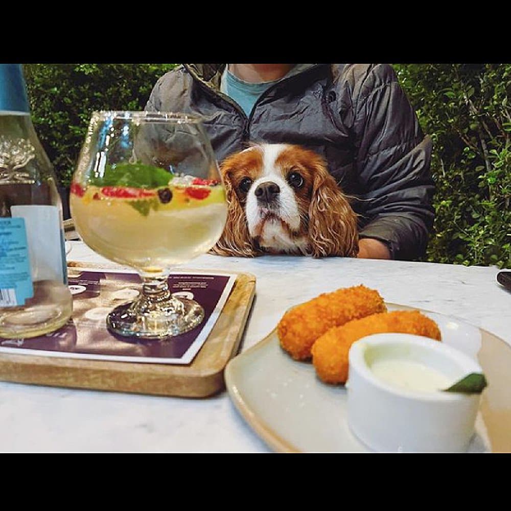 Wine and food at a dog friendly cafe with tiny dog trying to sneak a peak at the food