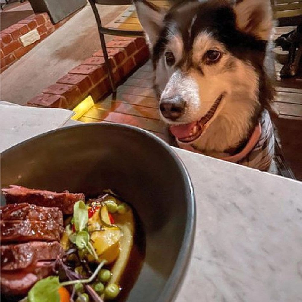 Bowl of delicious food from dog friendly cafe with a dog on the side of the table