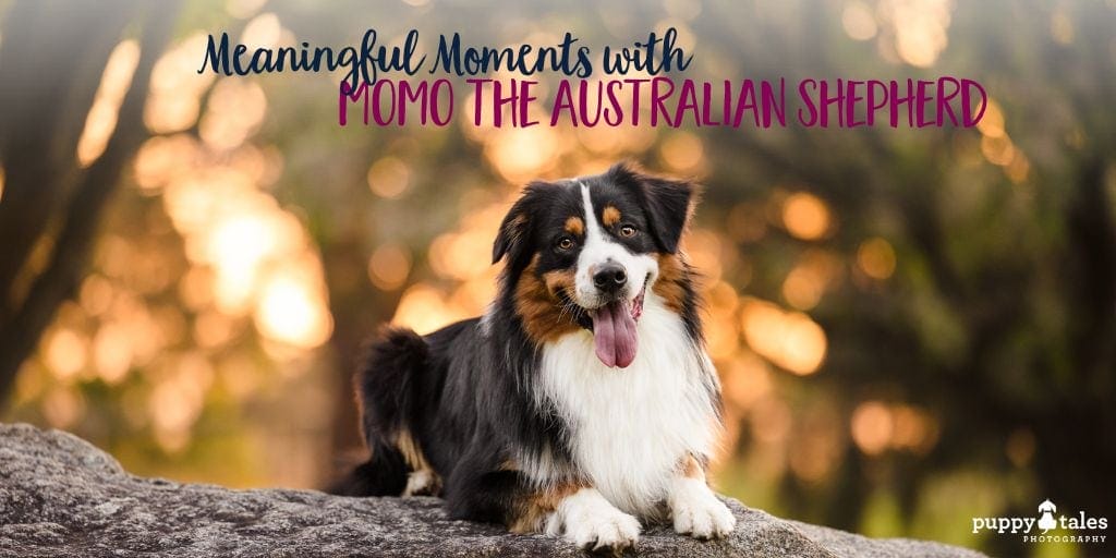 Beautiful dog photography session at Wilson Botanic Park with Momo the Australian Shepherd