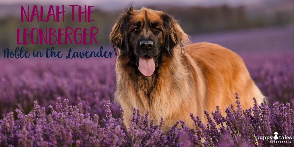 Nalah the Leonberger in her dog photography in Tasmania
