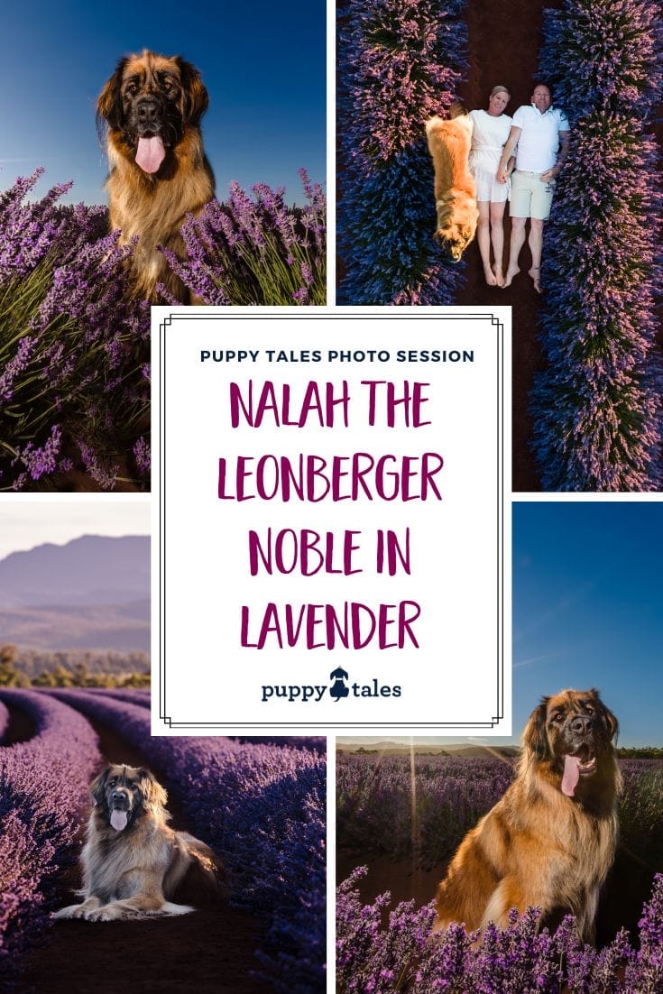 Dog photography session of Nalah the Leonberger