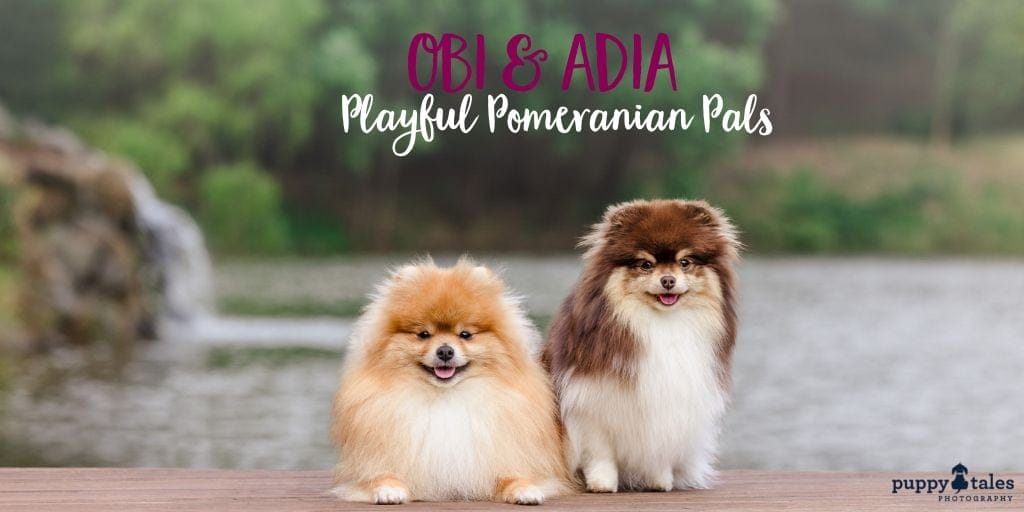 Playful Pomeranians for their dog photo session in Berwick