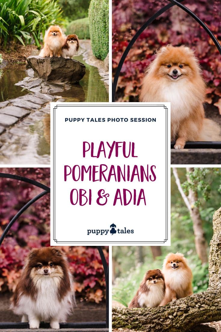 Two playful pomeranians in Berwick for their dog photo session