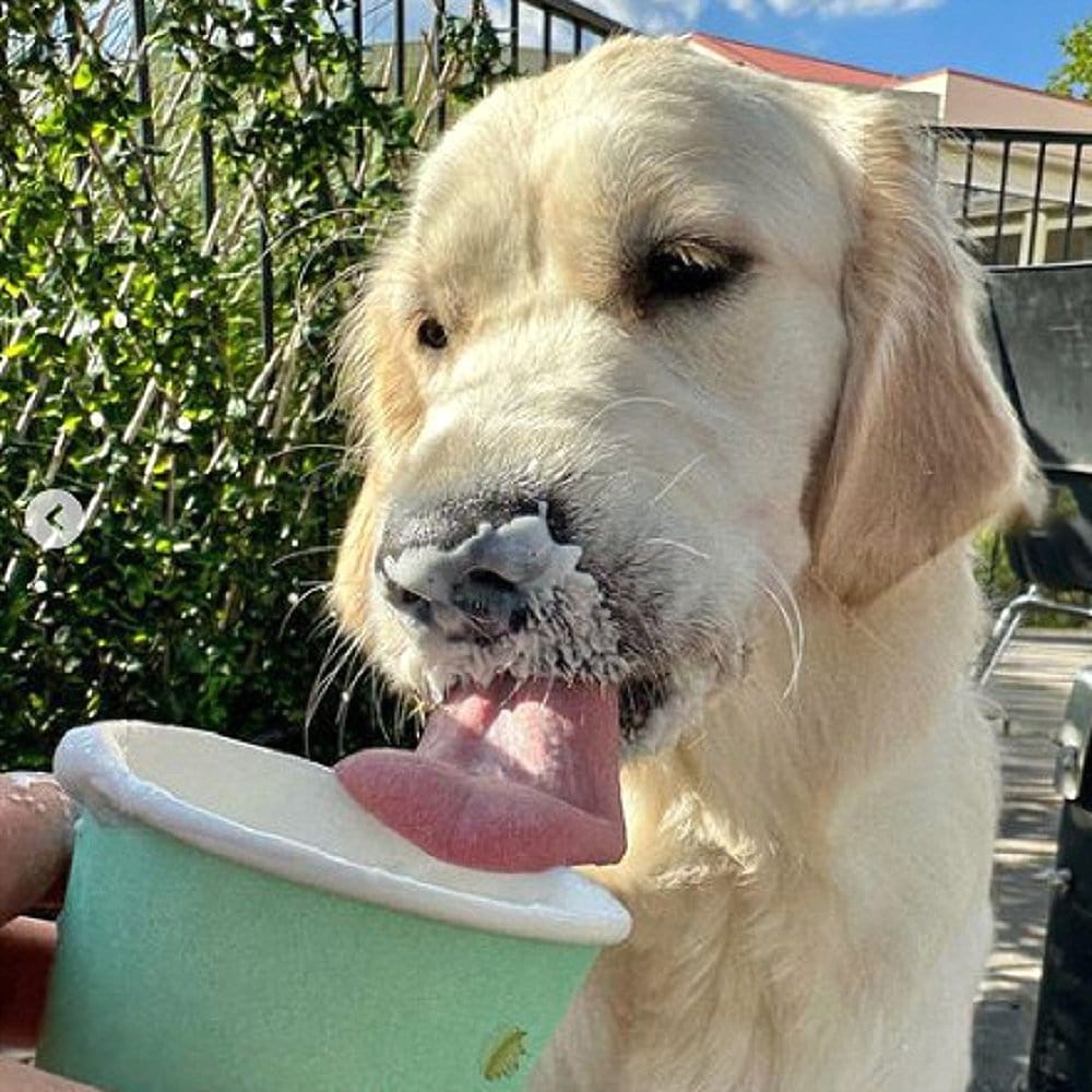 A dog is sipping from a pup cup provided by Cafe Injoy for their dog customers