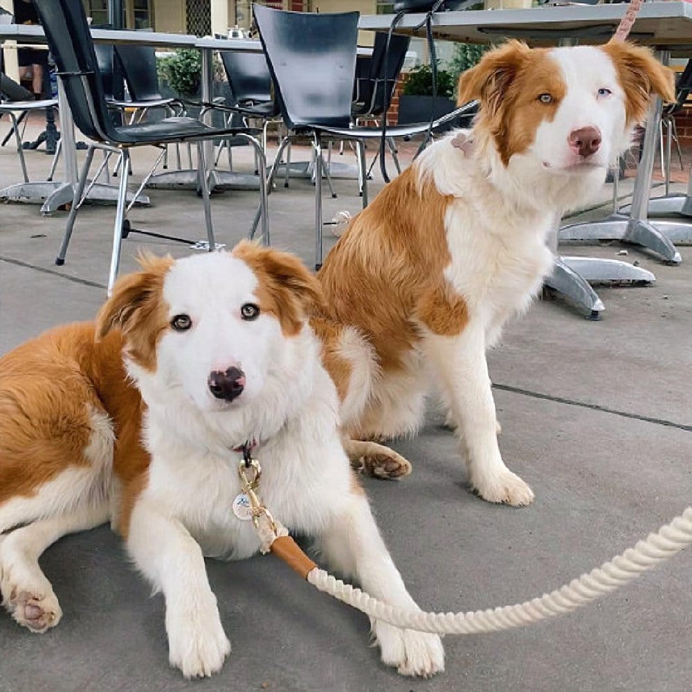 Two dogs chilling outside a pet friendly cafe in Canberra that has great food and great atmosphere