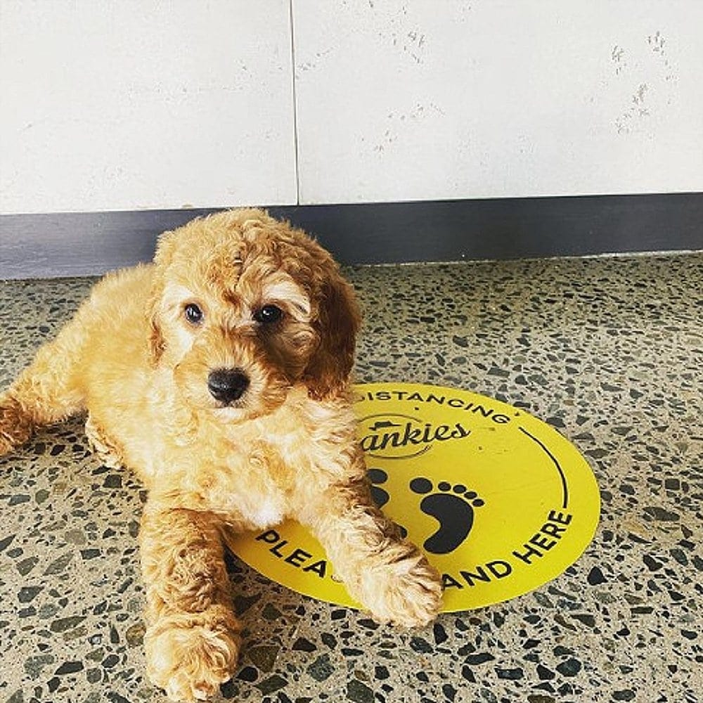 Little puppy sitting on the floor of a dog friendly cafe in Canberra that's perfect for brunch