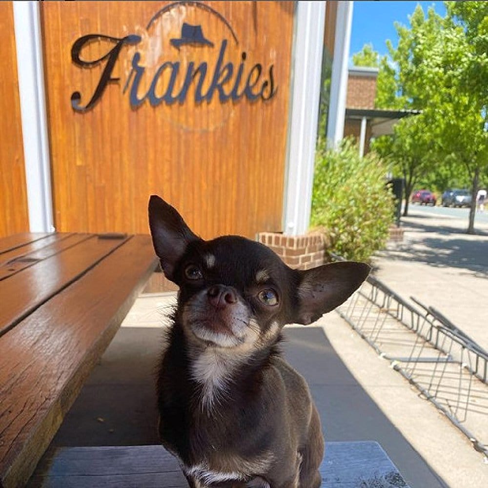 Small dog sitting outside the table of Frankies at Forde in Canberra
