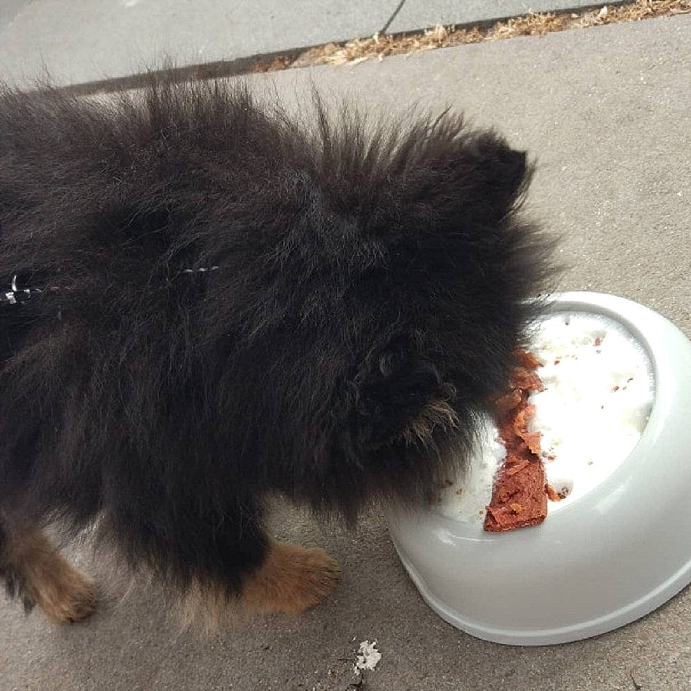 Fluffy dog munching from a dog bowl filled with puppuccino from a place called Frankies at Forde in Canberra