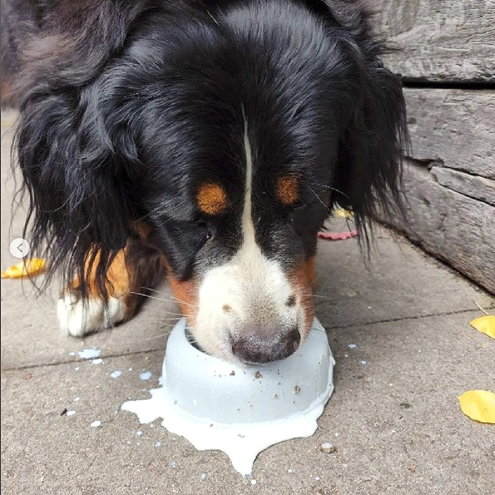A dog is eating from a dog bowl filled with puppucino in a dog friendly cafe in Canberra