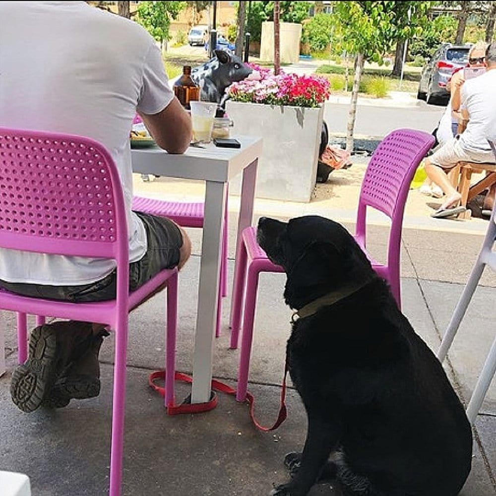 Dog looking up at human as they eat in the outdoor dining area of this pet friendly place in Canberra called Little Oink