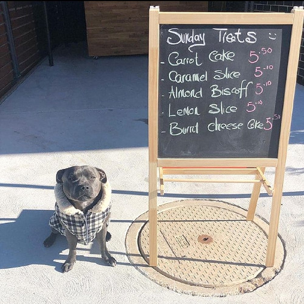 Dog is sitting beside the menu stand board of SV coffee and bakery in Canberra