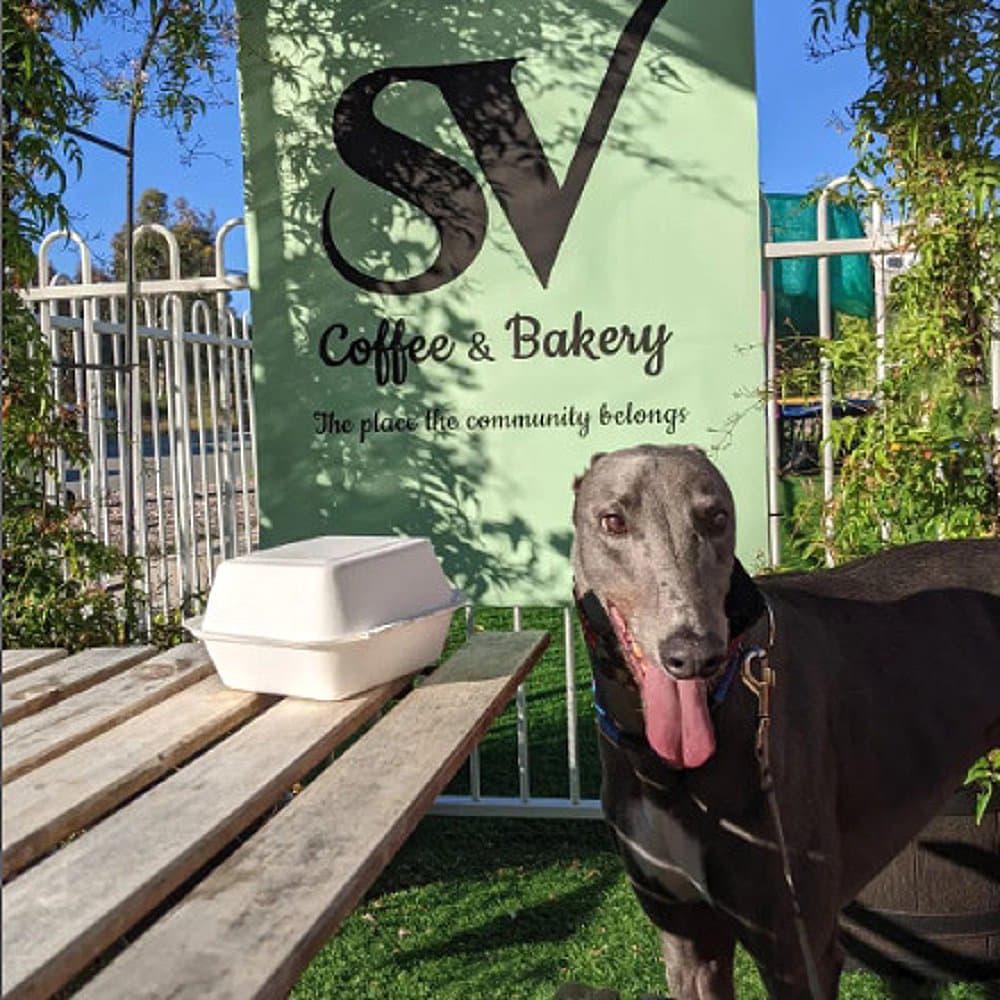 A beautiful large dog is standing in the outdoor space of a dog friendly cafe in Canberra called SV coffee and bakery