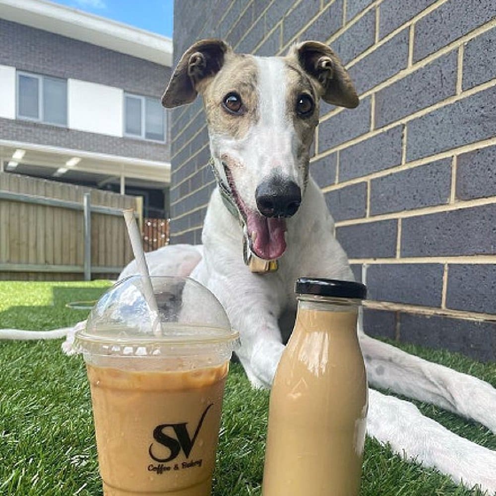 Dog smiling widely with an iced coffee and a bottle of coffee in front of it in SV coffee and bakery in Canberra