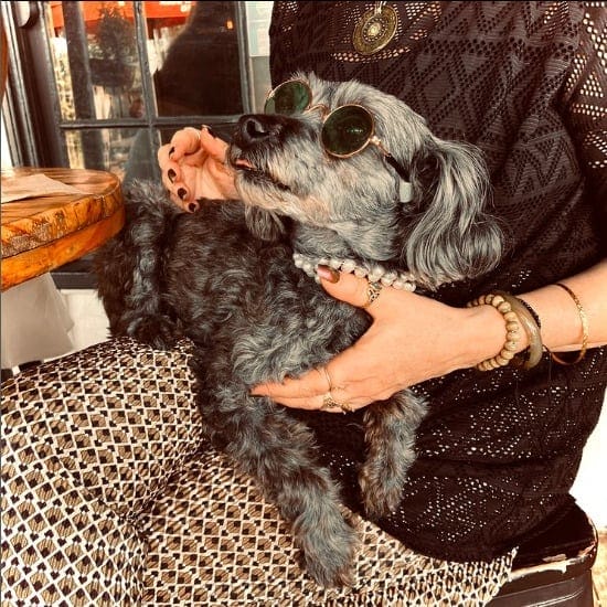 Adorable dog sitting on owners lap with cute glasses on as they dine for brunch in a dog friendly cafe in Canberra
