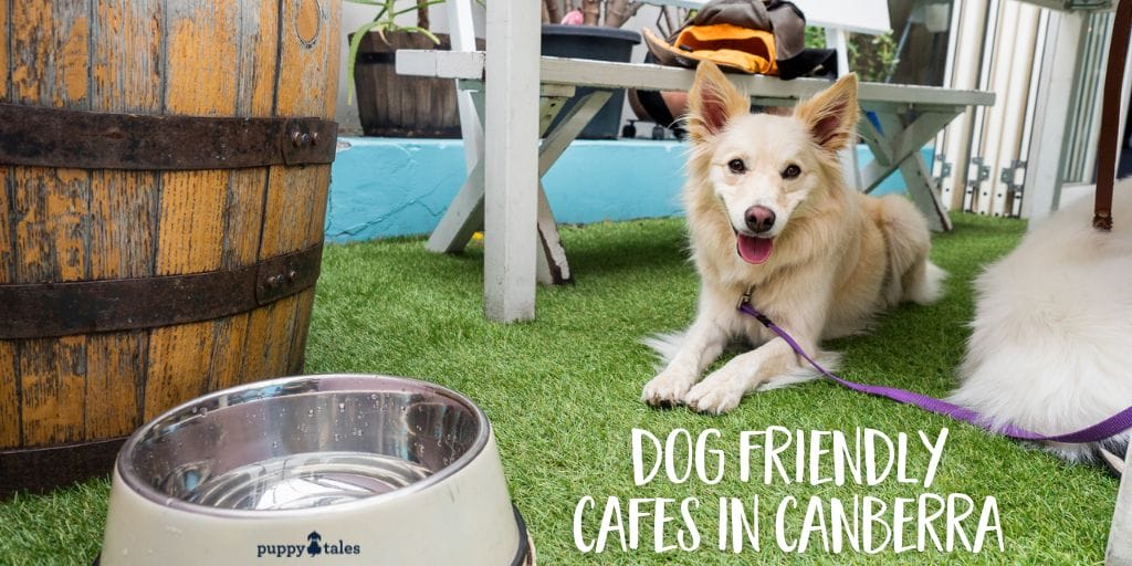 List of dog friendly cafes in Canberra to try with your dog