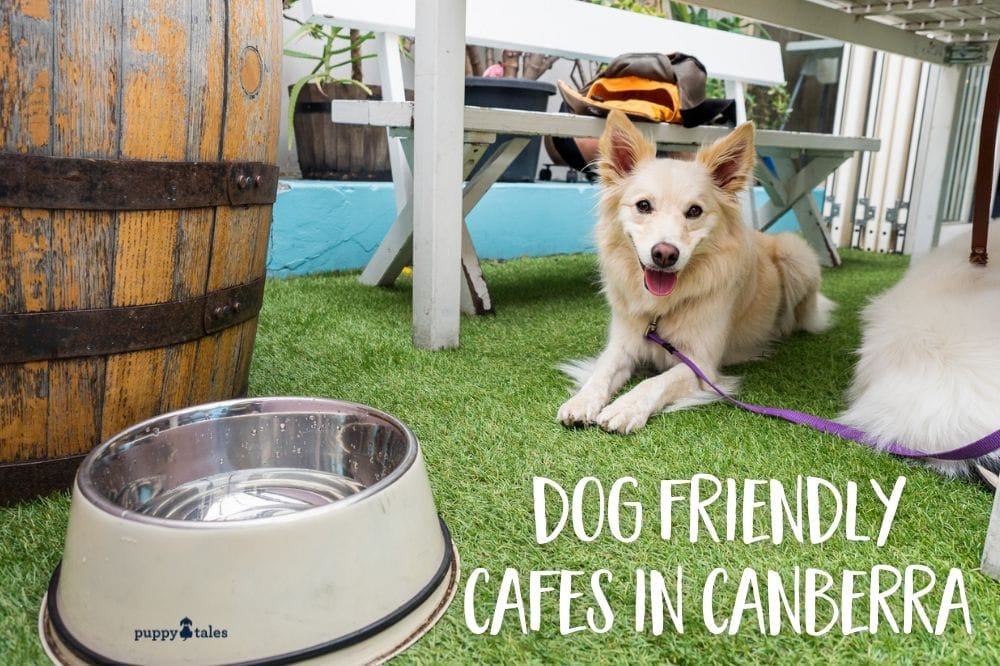 Dog friendly cafes in Canberra to go to with your pet