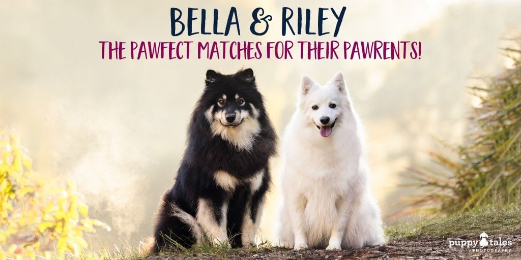 Dog photography in Victoria during Autumn with the pets Bella and Riley