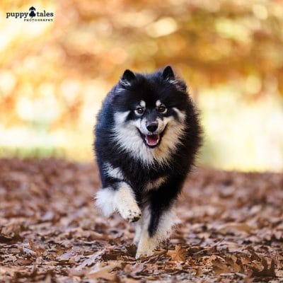 Beautiful dog photos of Finnish Lapphund as it is photographed running in Emerald Park Lake during autumn