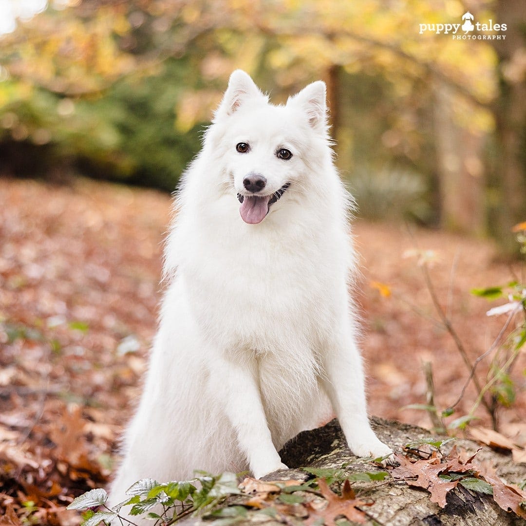 Japanese Spitz has a dog photography session in Victoria during the autumn season