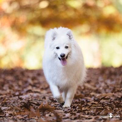 Japanese Spitz run around the fallen autumn leaves of Emerald Park Lake for their dog photo session