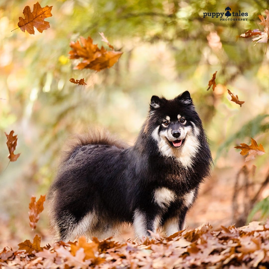 Dog photography in Victoria along the Dandenong Ranges with a Finnish Lapphund during the autumn season