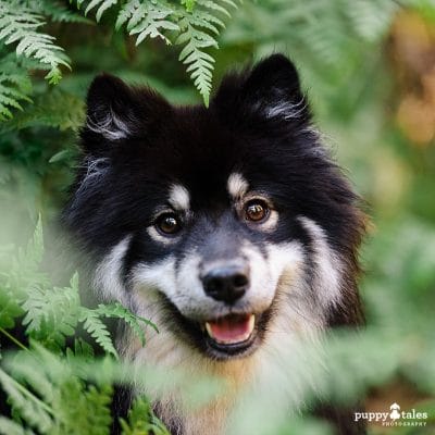 Beautiful closeup photo of a Finnish Lapphund as they have a dog photography session in Victoria