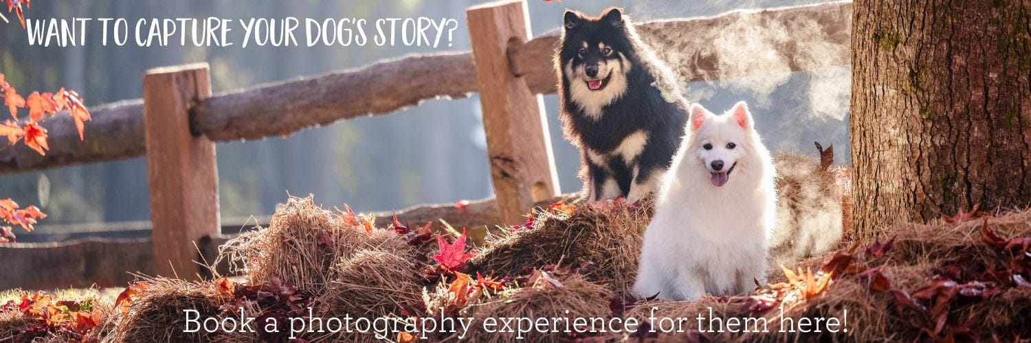 Bella and Riley the Japanese Spitz and Finnish Lapphund dogs have a pet photography session