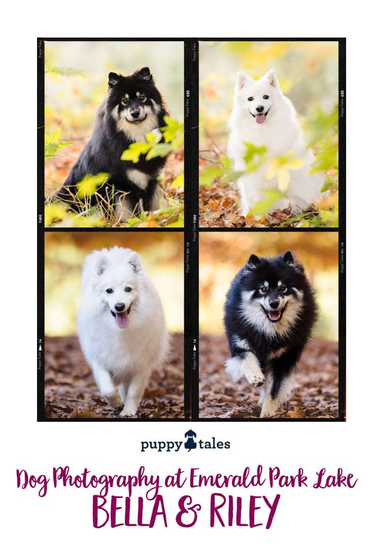 Dog photography in Victoria featuring the dogs Bella and Riley during the autumn season