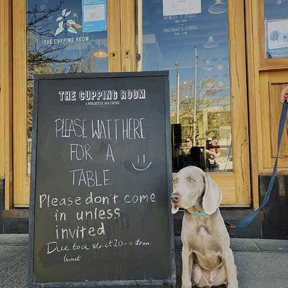 A dog standing outside one of Canberra's cutest dog friendly cafe called The Cupping Room