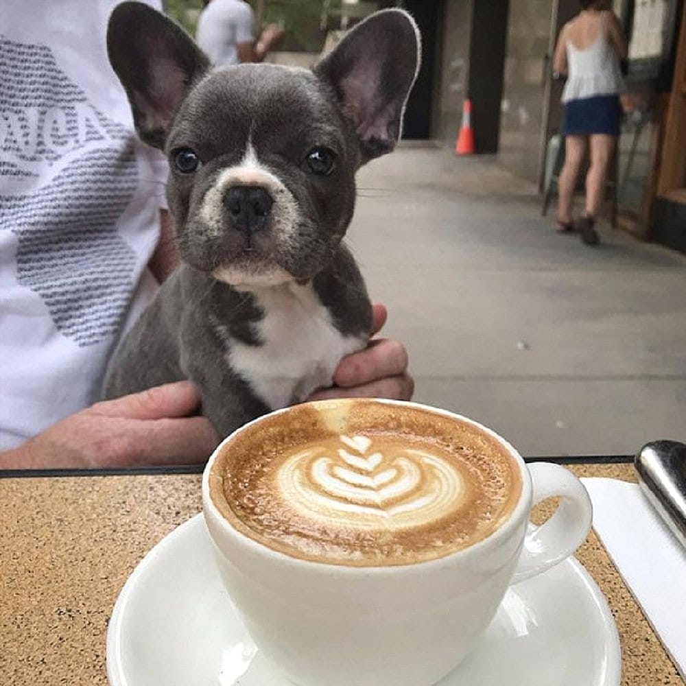 Puppuccinos and coffee at a pet friendly cafe in Canberra called The Cupping Room