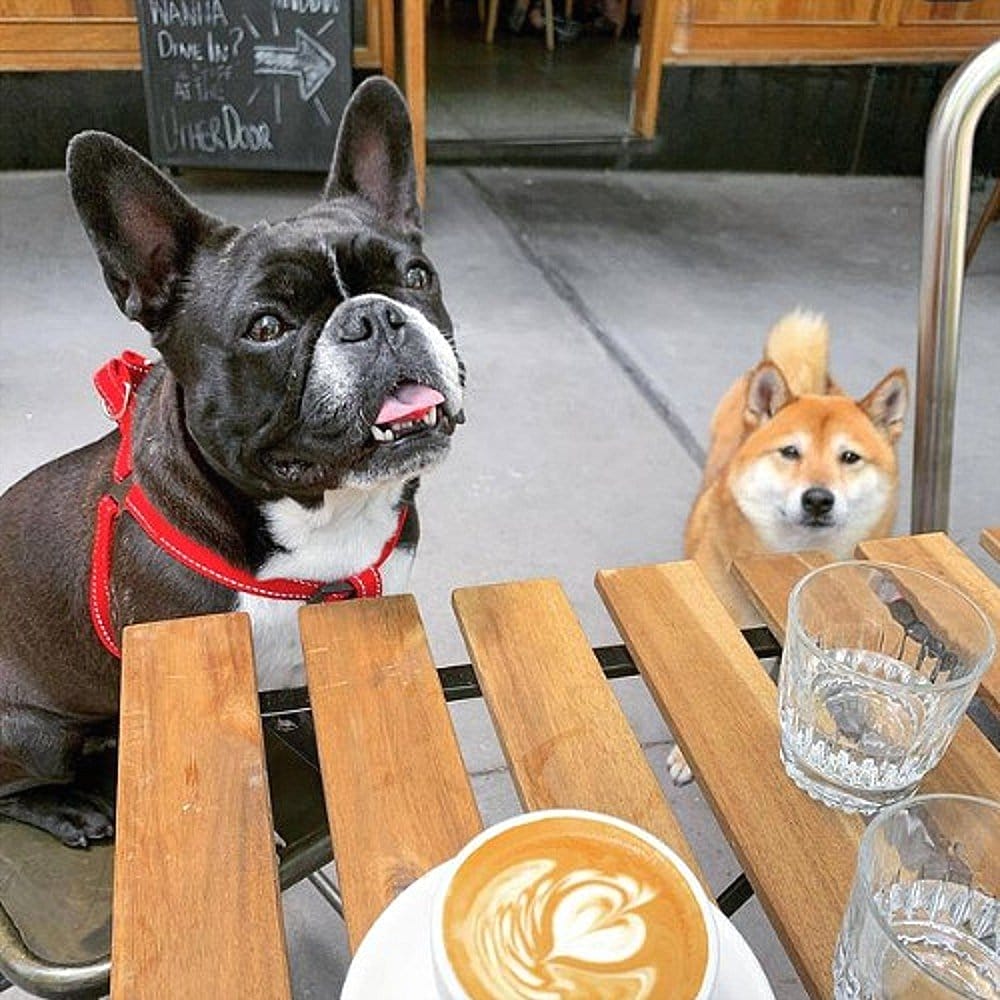 Coffee and doggy biscuits at a dog friendly cafe in Canberra called the Cupping Room