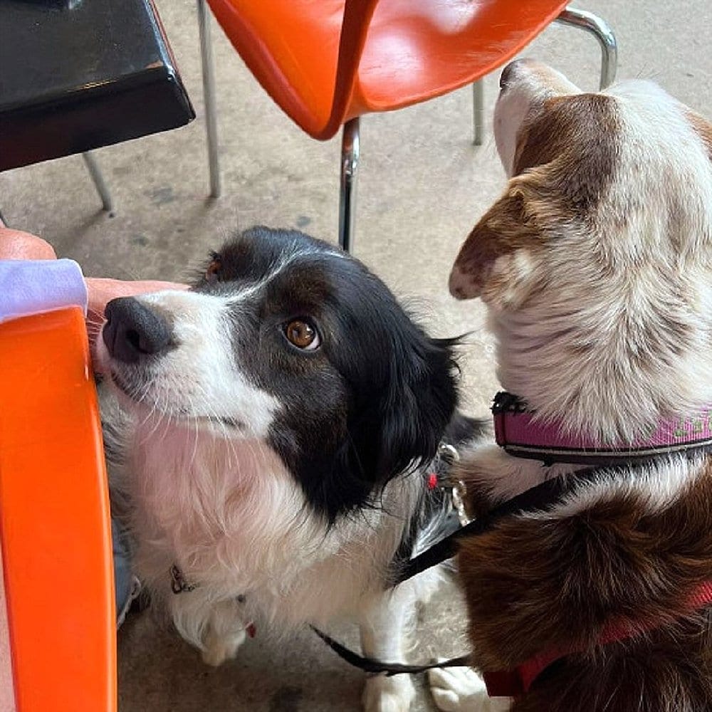 Dogs having a good time dining in one of Canberra's dog friendly cafe