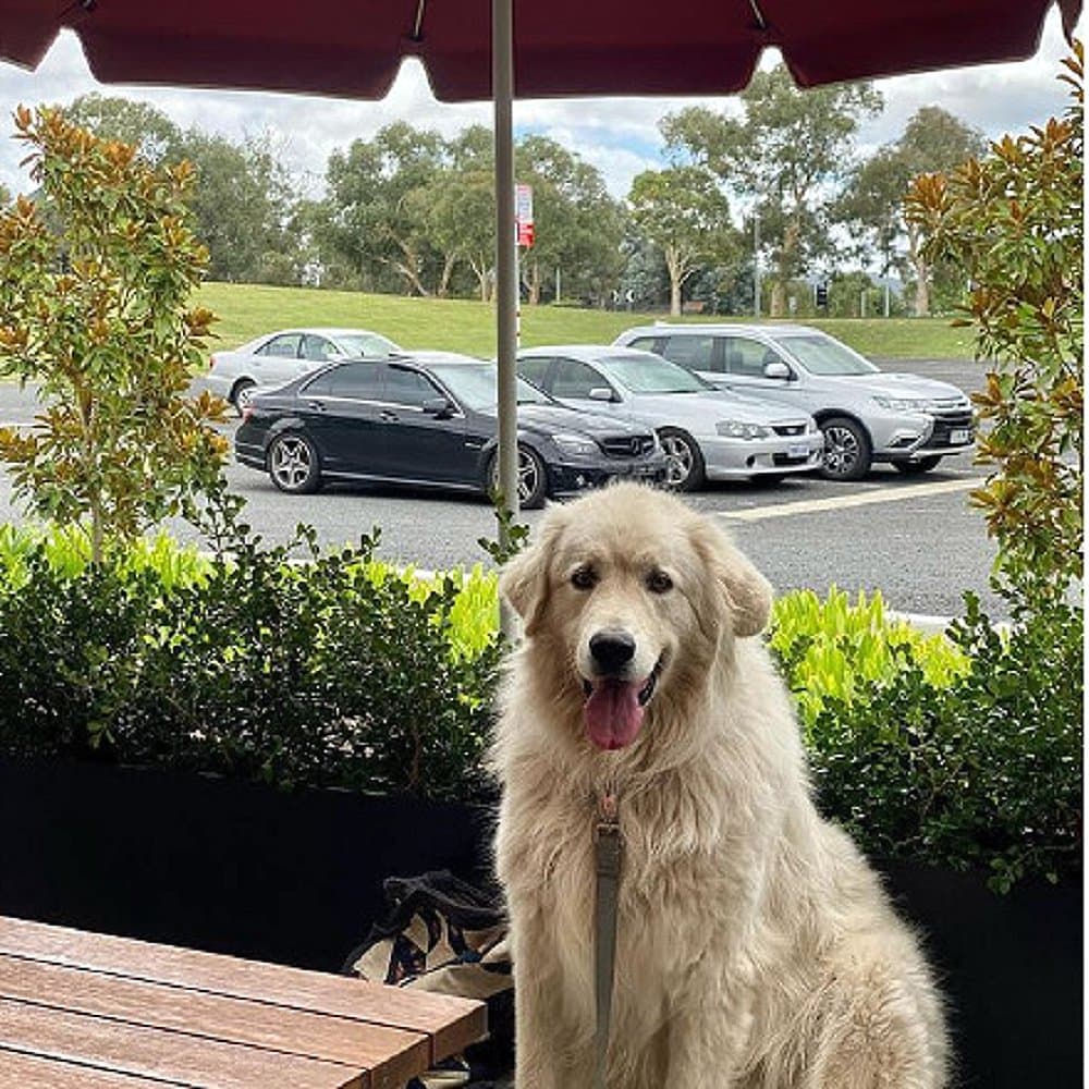 Outdoor seating for dogs and patrons at this dog friendly cafe in Canberra called Red Baron.